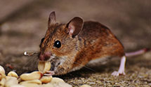 24 Hour & Emergency Exterminators in Shelburne, VT